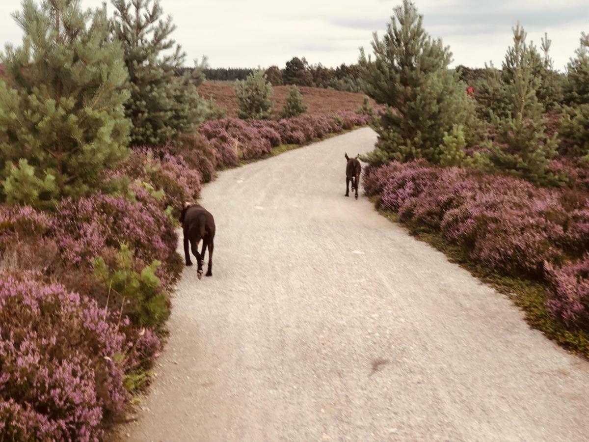 Linmore Aviemore Εξωτερικό φωτογραφία